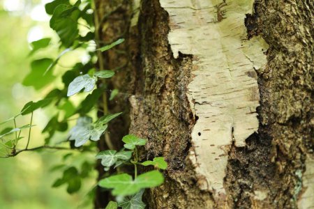Foto de Un primer plano de nuevos brotes que crecen en la corteza de un árbol, en un parque rural en el norte de Gales - Imagen libre de derechos