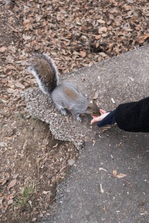 Téléchargez les photos : Une verticale d'un mignon petit écureuil mangeant d'une main d'un humain - en image libre de droit