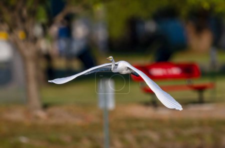 Téléchargez les photos : Mise au point sélective d'une grande aigrette blanche en vol au-dessus d'un lac - en image libre de droit