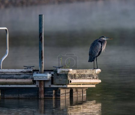 Foto de Un pájaro de garza en un muelle de madera sobre un lago contra el día de niebla - Imagen libre de derechos