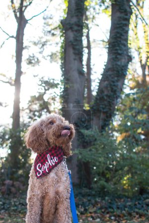 Photo for A vertical portrait of fluffy Labradoodle dog in red bandana saying "Sophie" licking his nose in park on sunny day - Royalty Free Image