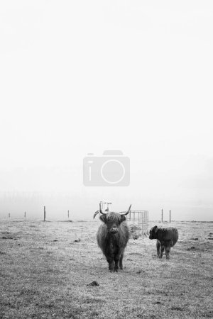 Foto de Un primer plano blanco y negro de ganado marrón de las tierras altas en pastos verdes en el valle de la Alta Baviera. - Imagen libre de derechos