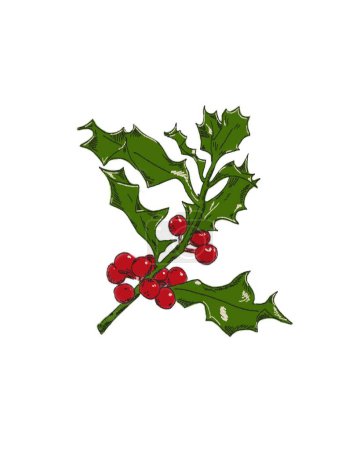 Téléchargez les photos : Conception de branche de houx avec des feuilles vertes et des baies rouges pour la décoration de Noël. Branche de houx isolée sur fond blanc. - en image libre de droit