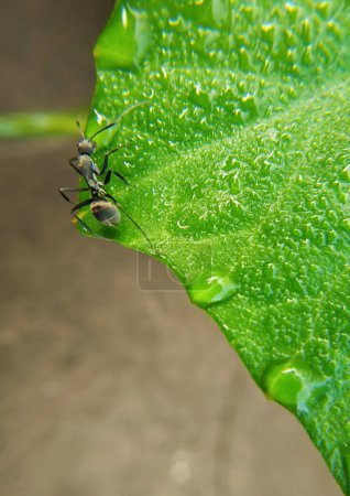 Foto de Un primer plano de un Polyrhachis bucea de pie sobre una hoja verde cubierta de gotas de agua - Imagen libre de derechos