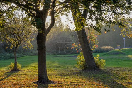 Téléchargez les photos : Un parc ensoleillé pittoresque avec des arbres - en image libre de droit