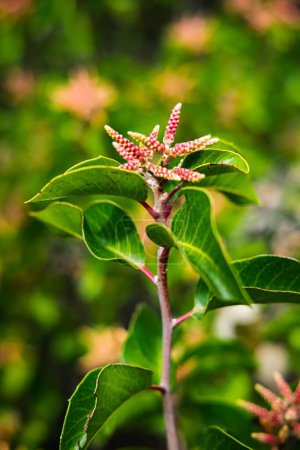 Foto de Un enfoque selectivo de la flor de arbusto de azúcar (Rhus ovata) en el jardín - Imagen libre de derechos