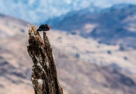 Téléchargez les photos : Un petit oiseau à l'extrémité d'une branche d'arbre - en image libre de droit