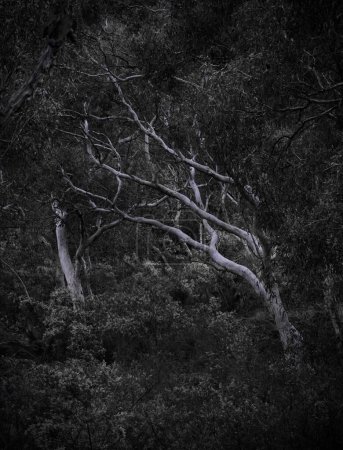 Téléchargez les photos : Un plan vertical d'une forêt sombre - en image libre de droit
