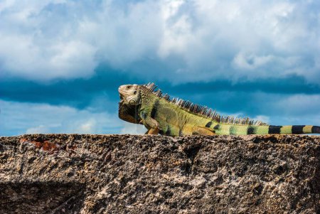 Photo for A closeup of a Green iguana on a wall with a cloudy blue sky in the background - Royalty Free Image