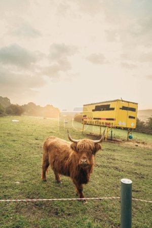 Téléchargez les photos : Gros plan de bovins bruns des Highlands dans les pâturages verts de la vallée en Haute-Bavière. - en image libre de droit