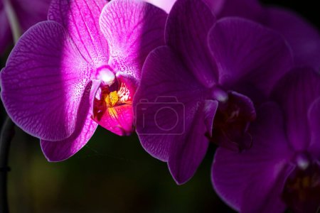 Foto de Un primer plano de orquídeas púrpuras creciendo bajo la luz del sol con un fondo borroso - Imagen libre de derechos