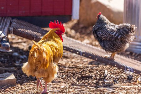 Foto de Un primer plano de un gallo de oro y un pollo gris modelado en una granja - Imagen libre de derechos