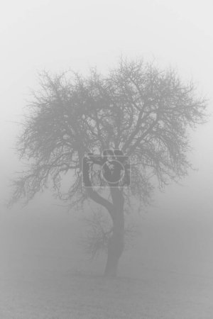 Photo for A vertical grayscale shot of a dark mysterious forest with a lonely tree in fog - Royalty Free Image