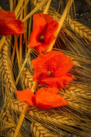 Foto de Un disparo vertical de plantas de trigo y amapolas Chismes Rojos sobre el fondo húmedo - Imagen libre de derechos