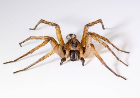 Téléchargez les photos : Gros plan d'une araignée des prés (Agelenopsis) isolée sur fond blanc - en image libre de droit