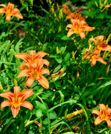 Photo for A vertical shot of orange daylilies in a garden - Royalty Free Image