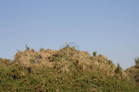 Téléchargez les photos : Un héron au sommet d'un monticule vert. - en image libre de droit