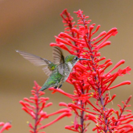 A closeup of a ruby-throated hummingbird flying near a firebush