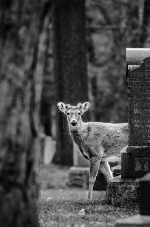 Foto de Una toma a escala de grises de adorable ciervo de cola blanca mirando a la cámara detrás de la lápida - Imagen libre de derechos