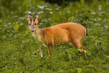 Téléchargez les photos : Un cerf muntzhak indien (Muntiacus muntjak) dans une prairie verte - en image libre de droit