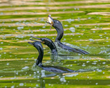 Foto de Un primer plano de tres pájaros cormoranes neotrópicos cazando peces en un lago - Imagen libre de derechos