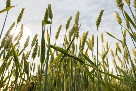 Foto de Espigas de trigo blando cultivadas en el campo - Imagen libre de derechos