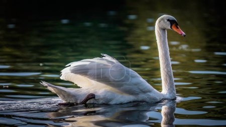 Photo for A beautiful shot of an elegant long-necked Swan (Cygnus ) swimming in the lake - Royalty Free Image