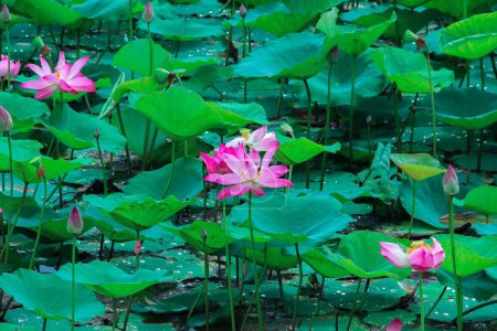 Téléchargez les photos : Le lotus rose portant des noix (Nelumbo nucifera) fleurs couvertes de rosée - en image libre de droit