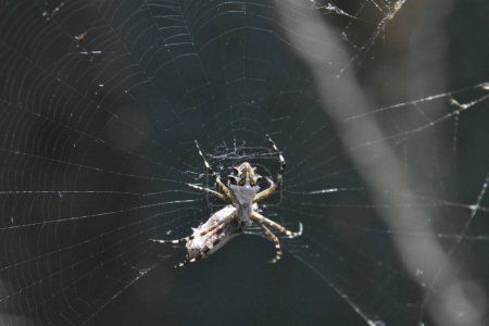 Téléchargez les photos : Un gros plan d'une araignée argentée sur la toile dans un champ avec un fond flou - en image libre de droit