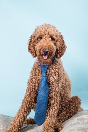 Foto de Retrato vertical del perro Labradoodle en corbata azul sentado sobre la almohada sobre fondo azul claro - Imagen libre de derechos
