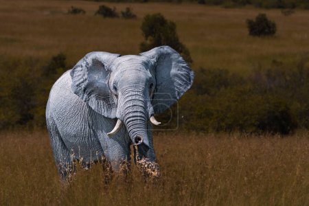 Téléchargez les photos : Un éléphant de Savane (Loxodonta africana) dans une prairie - en image libre de droit