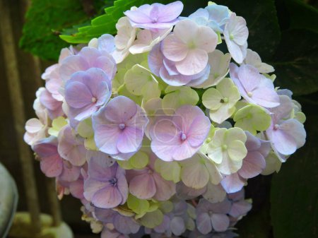 Photo for Hydrangea macrophylla is a species of the family Hydrangeaceae, native to Japan. - Royalty Free Image