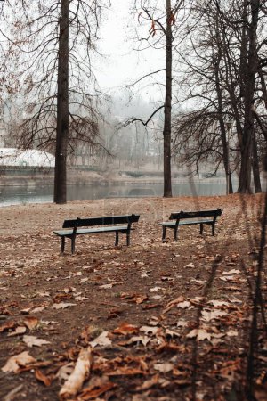 Photo for A tranquil park with two benches near the river and trees surrounded by fallen leaves in the winter - Royalty Free Image