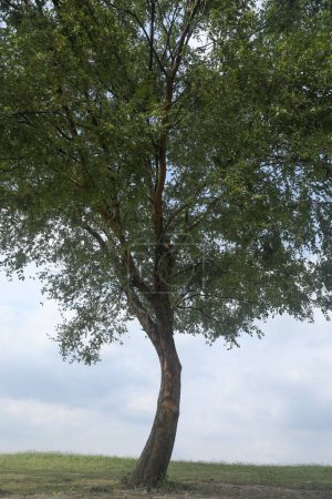Téléchargez les photos : Une belle vue sur un arbre - en image libre de droit