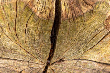 Foto de Un primer plano de un tronco de árbol con una grieta en el medio - Imagen libre de derechos