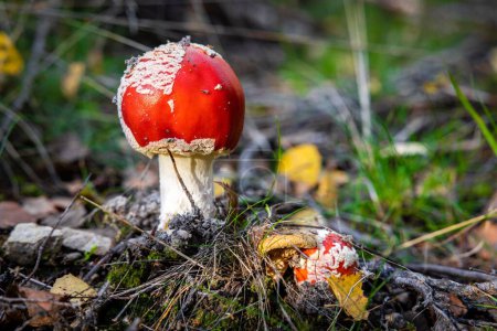 Photo for A closeup shot of fly agaric mushrooms in the forest. - Royalty Free Image