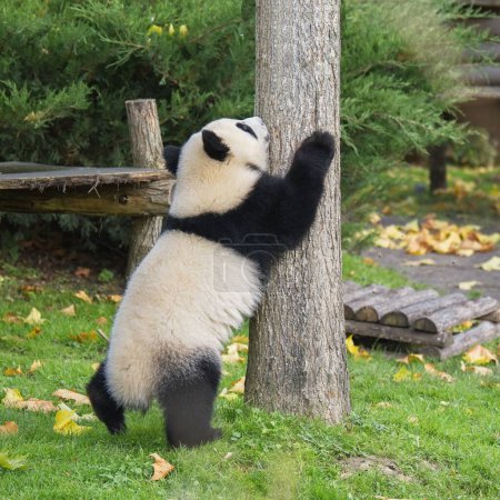 Foto de Un panda gigante bebé trepando en un árbol, animal divertido - Imagen libre de derechos