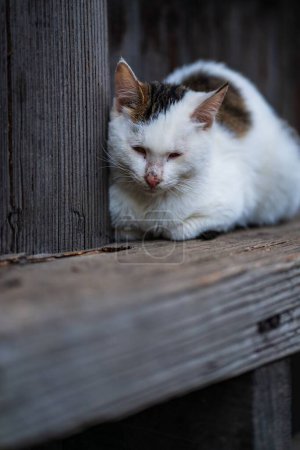 Téléchargez les photos : Un plan vertical d'un chat errant mignon sur un quai en bois à l'extérieur avec un fond sombre et flou - en image libre de droit