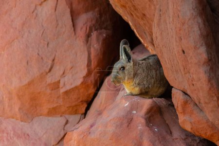 Photo for A selective of southern viscacha (Lagidium viscacia) on rocks - Royalty Free Image