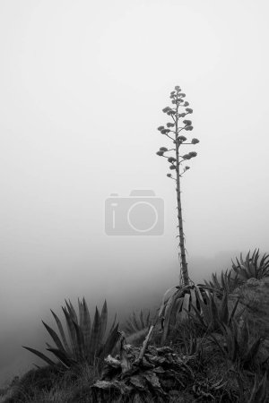 Téléchargez les photos : Échelle de gris verticale d'un Agave dans un champ par un jour brumeux - en image libre de droit