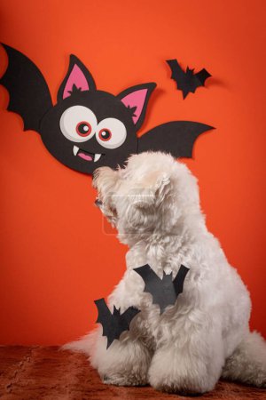 Téléchargez les photos : Plan vertical d'un chien Coton de Tulear habillé pour Halloween devant un fond orange - en image libre de droit