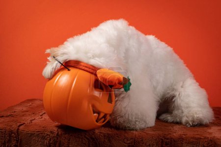 Téléchargez les photos : Gros plan d'un chien Coton de Tulear habillé pour Halloween devant un fond orange - en image libre de droit