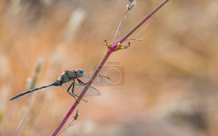 Téléchargez les photos : Macro d'une libellule à ailes différentes (Anisoptera) reposant sur une plante - en image libre de droit