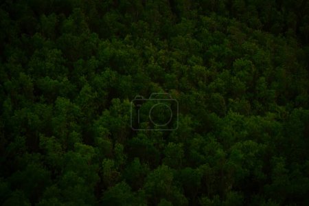 Foto de Una toma aérea de un bosque espeso por la noche - Imagen libre de derechos