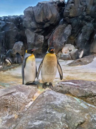 Téléchargez les photos : Un plan vertical de pingouins sur les rochers côtiers - en image libre de droit