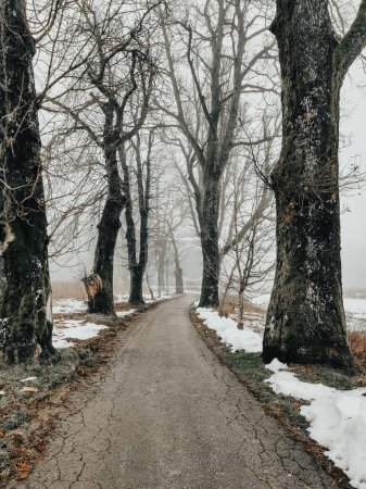 Photo for A vertical shot of a path through the forest on a foggy day in winter. - Royalty Free Image
