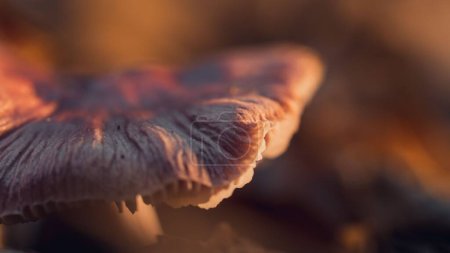 Téléchargez les photos : La lumière du soleil tombant sur le champignon Lepista Sordida cultivé dans une forêt sur le fond flou - en image libre de droit
