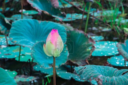 Téléchargez les photos : Plan rapproché d'une fleur de lotus rose portant des noix (Nelumbo nucifera) - en image libre de droit