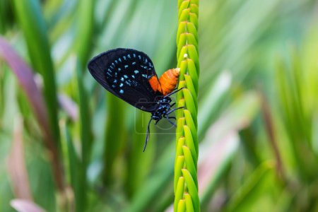 Téléchargez les photos : Un beau gros plan d'un papillon Eumaeus sur une plante verte - en image libre de droit