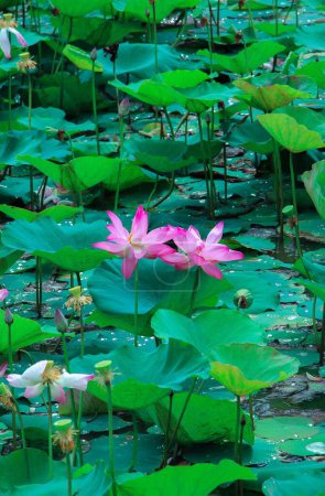 Téléchargez les photos : Plan vertical de fleurs de lotus rose portant des noix (Nelumbo nucifera) couvertes de rosée - en image libre de droit